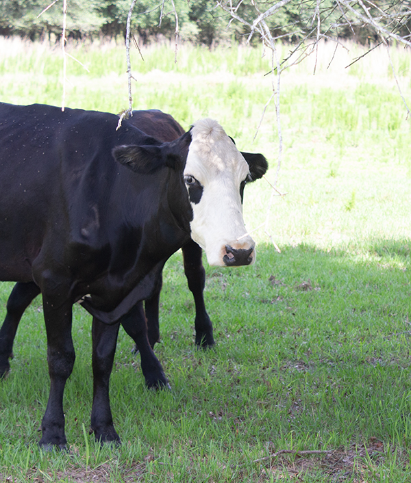 black and white cow