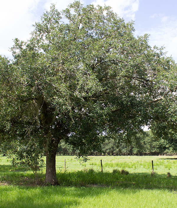 oak tree