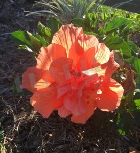 red hibiscus